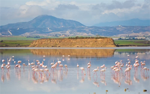 Larnaka - flamingoti na jezeru v okolici Larnake