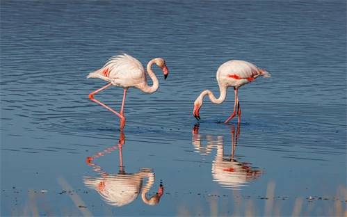 Flamingoti v mokrišču Kallonija