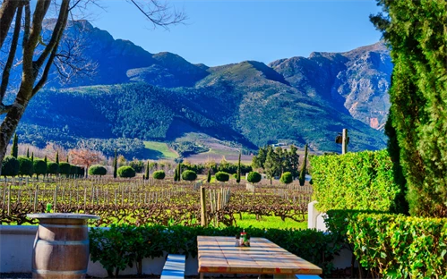 Vinska pokrajina v okolici Capetowna - Cape Wineland