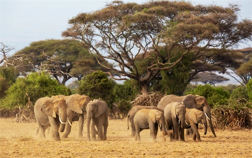 Nacionalni park Amboseli