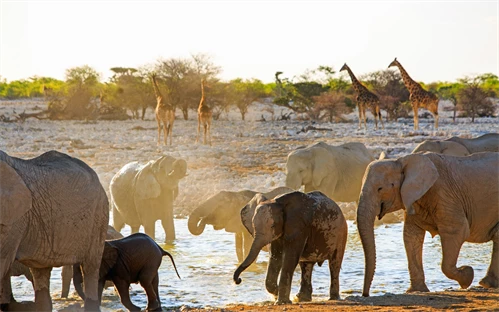 Nacionalni park Etosha