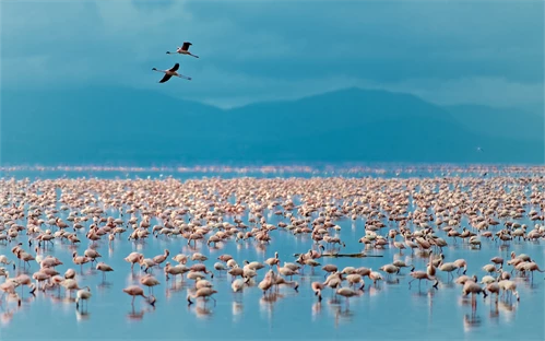 Flamingotu v jezeru Manyara