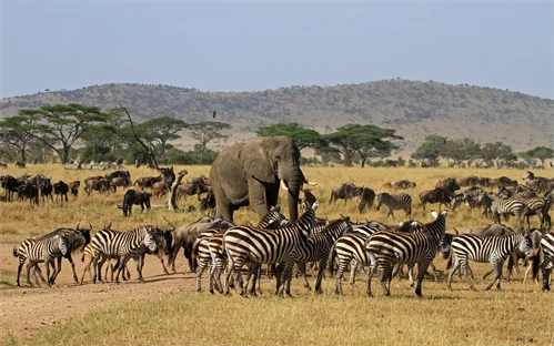Tanzanija - Serengeti
