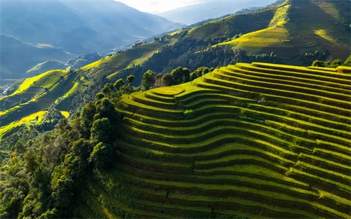 Sapa