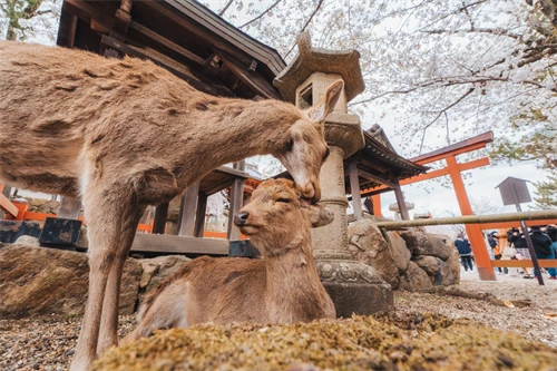Nara