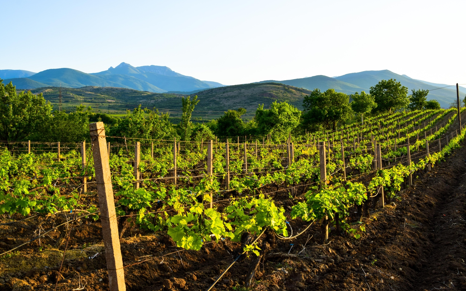 Vinorodno območje v Tikvešu