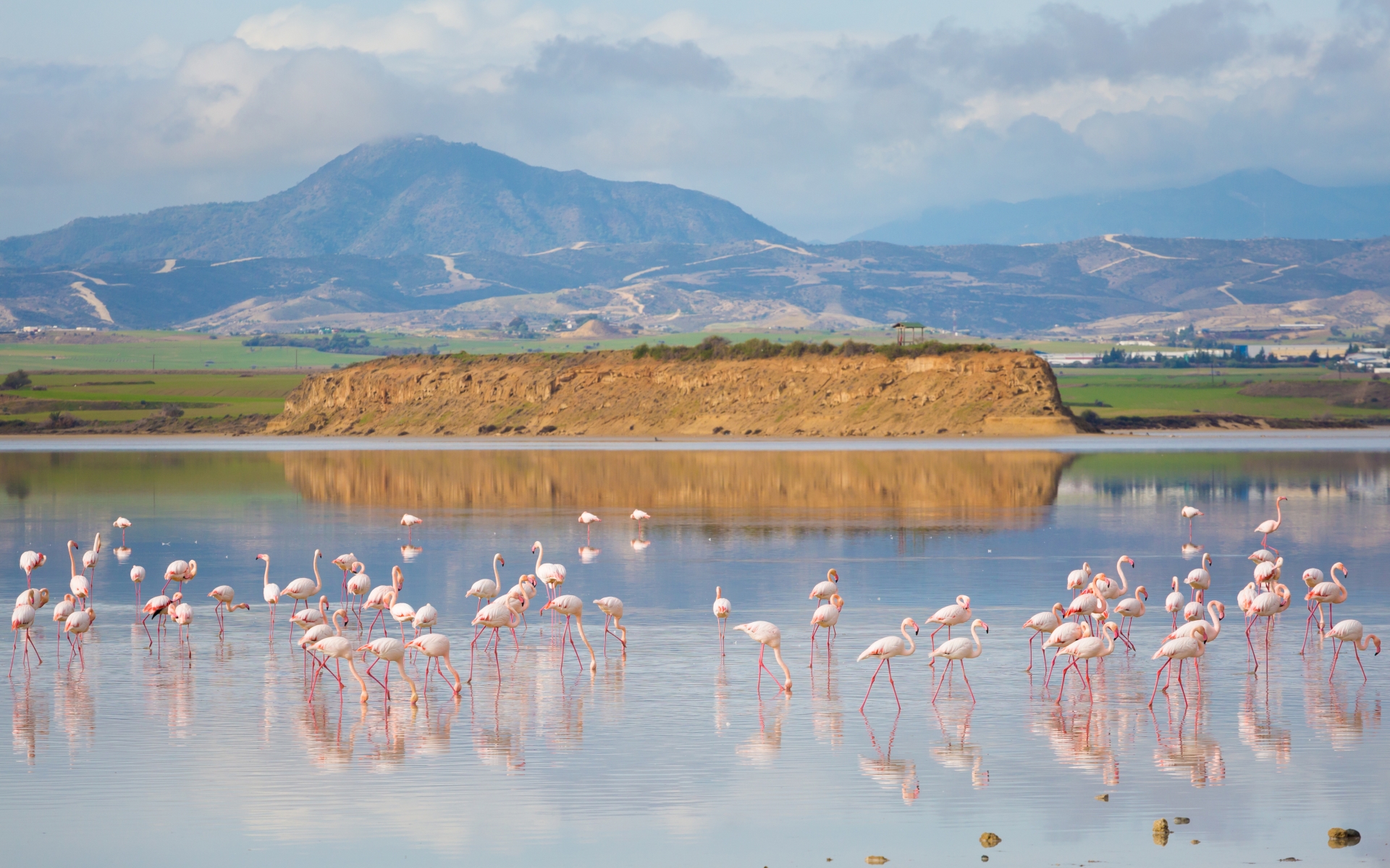 Larnaka - flamingoti na jezeru v okolici Larnake