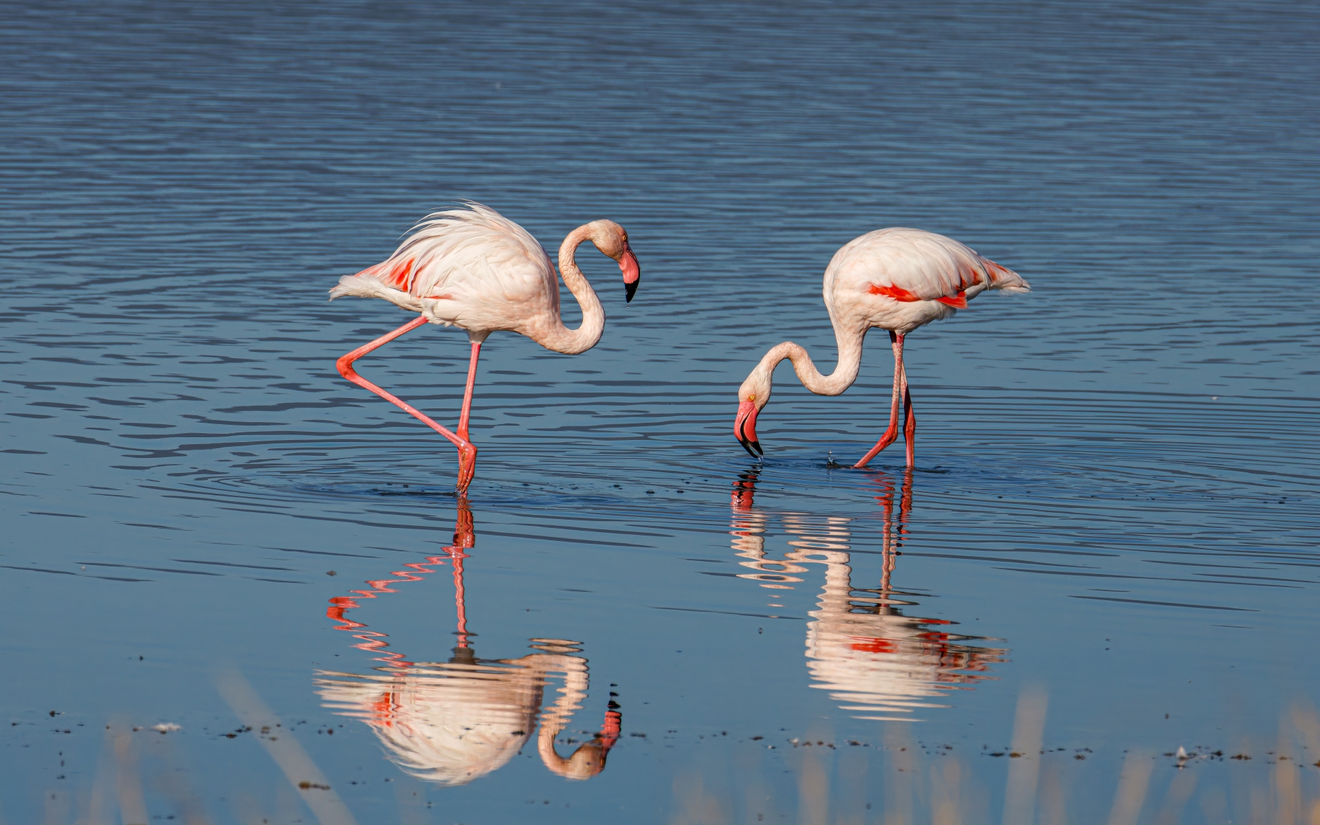 Flamingoti v mokrišču Kallonija