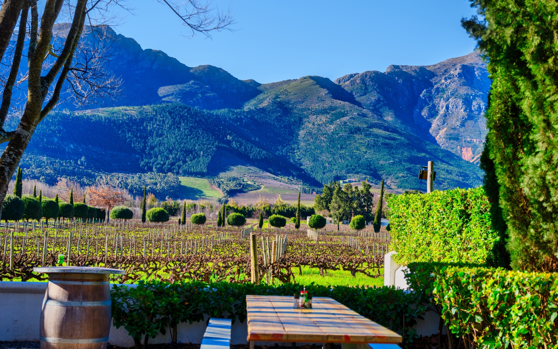 Vinska pokrajina v okolici Capetowna - Cape Wineland