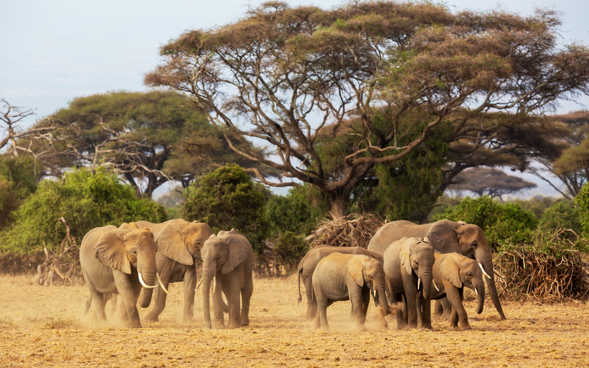 Nacionalni park Amboseli