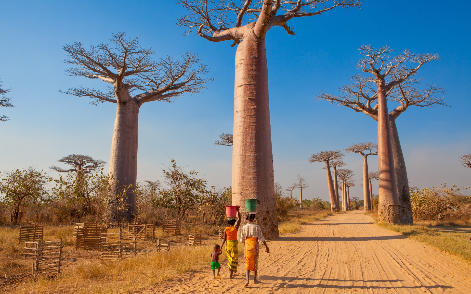 Avenija Baobabov v Morondavi