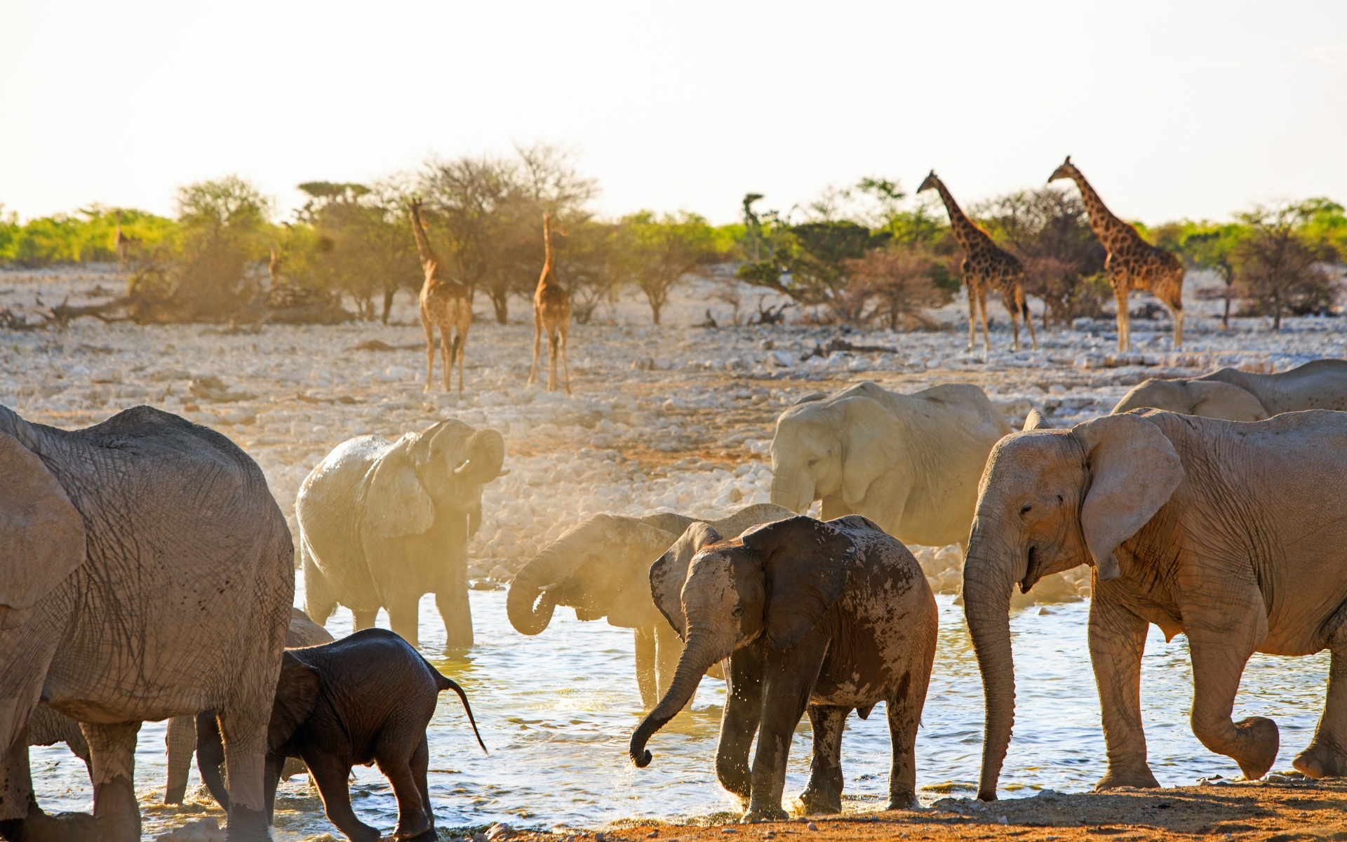 Nacionalni park Etosha