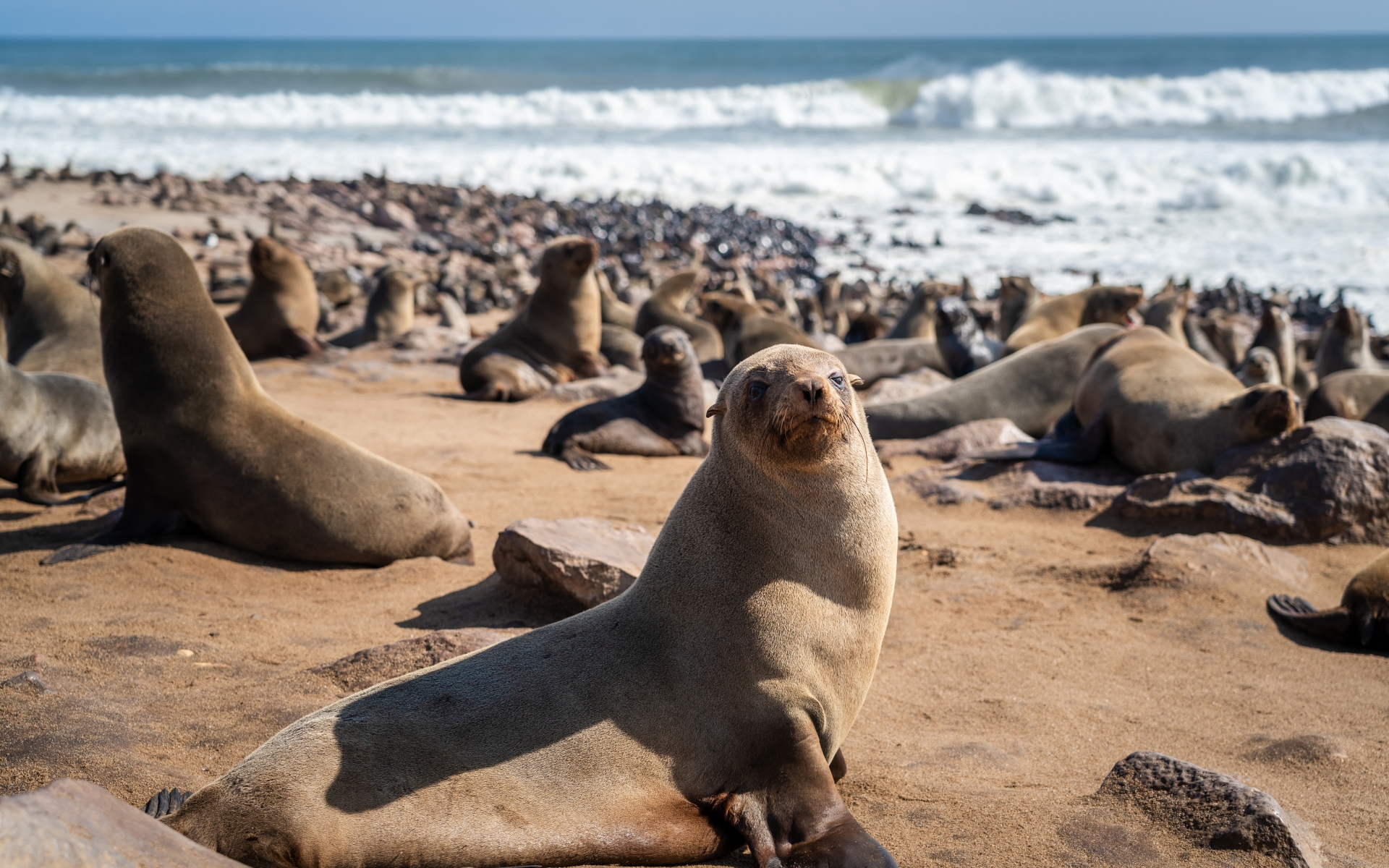 Tjulnji na plažah rta Cape Cross