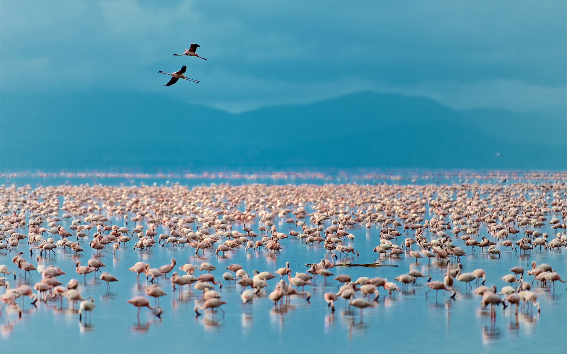 Flamingotu v jezeru Manyara