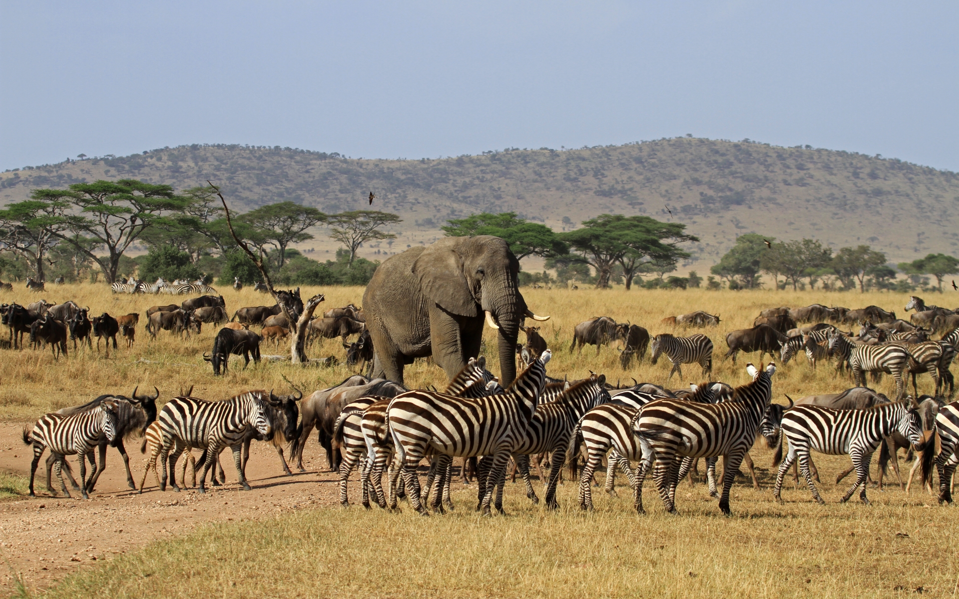 Tanzanija - Serengeti