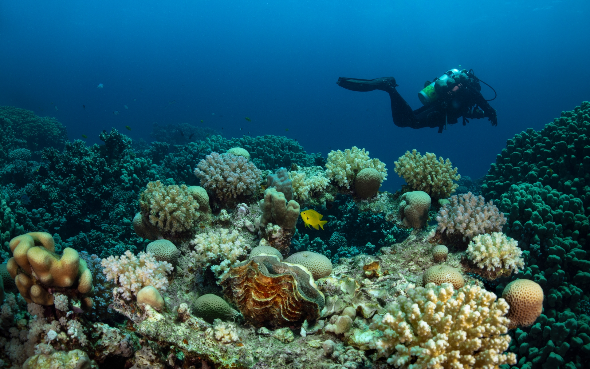 Potapljanje v zalivu makadi