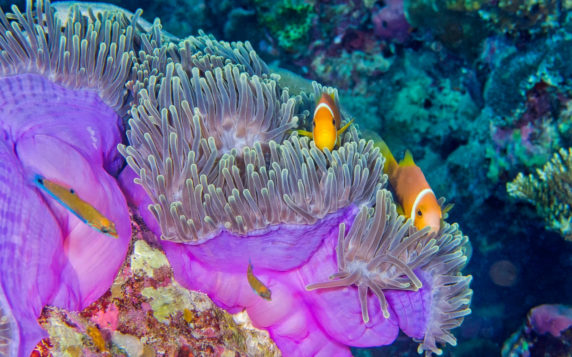 Podvodne zanimivosti Ari Atola