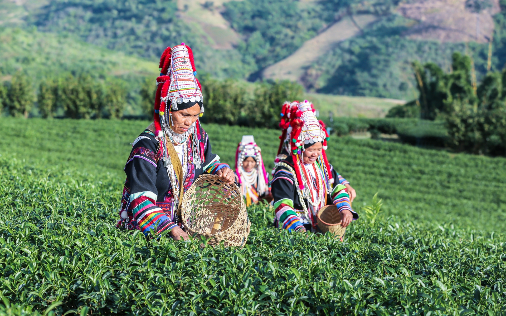 Nabiranje čajnih listov