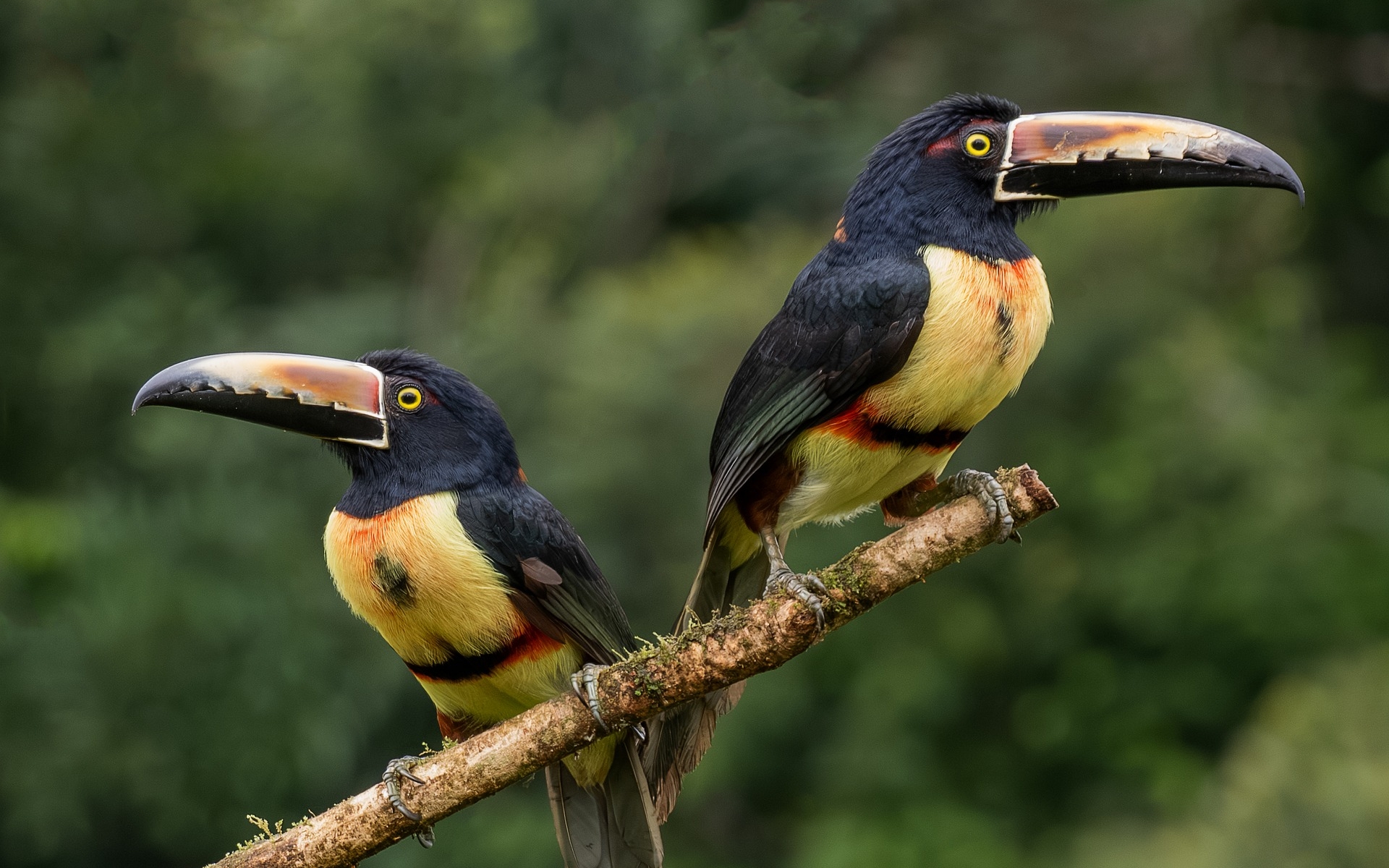 Narodni park Corcovado