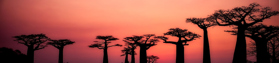 Madagaskar - znamenita drevesa Baobab