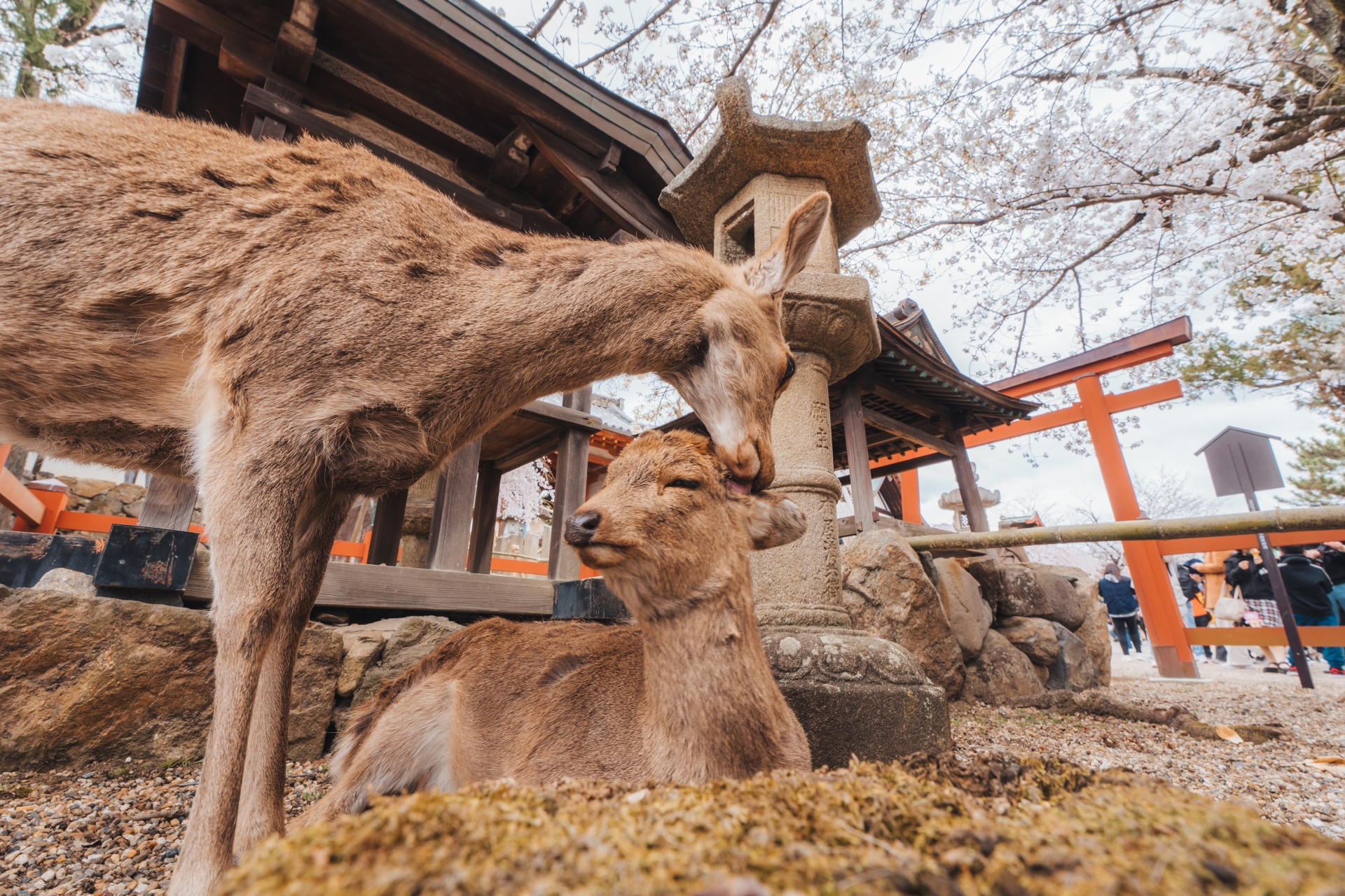 Nara