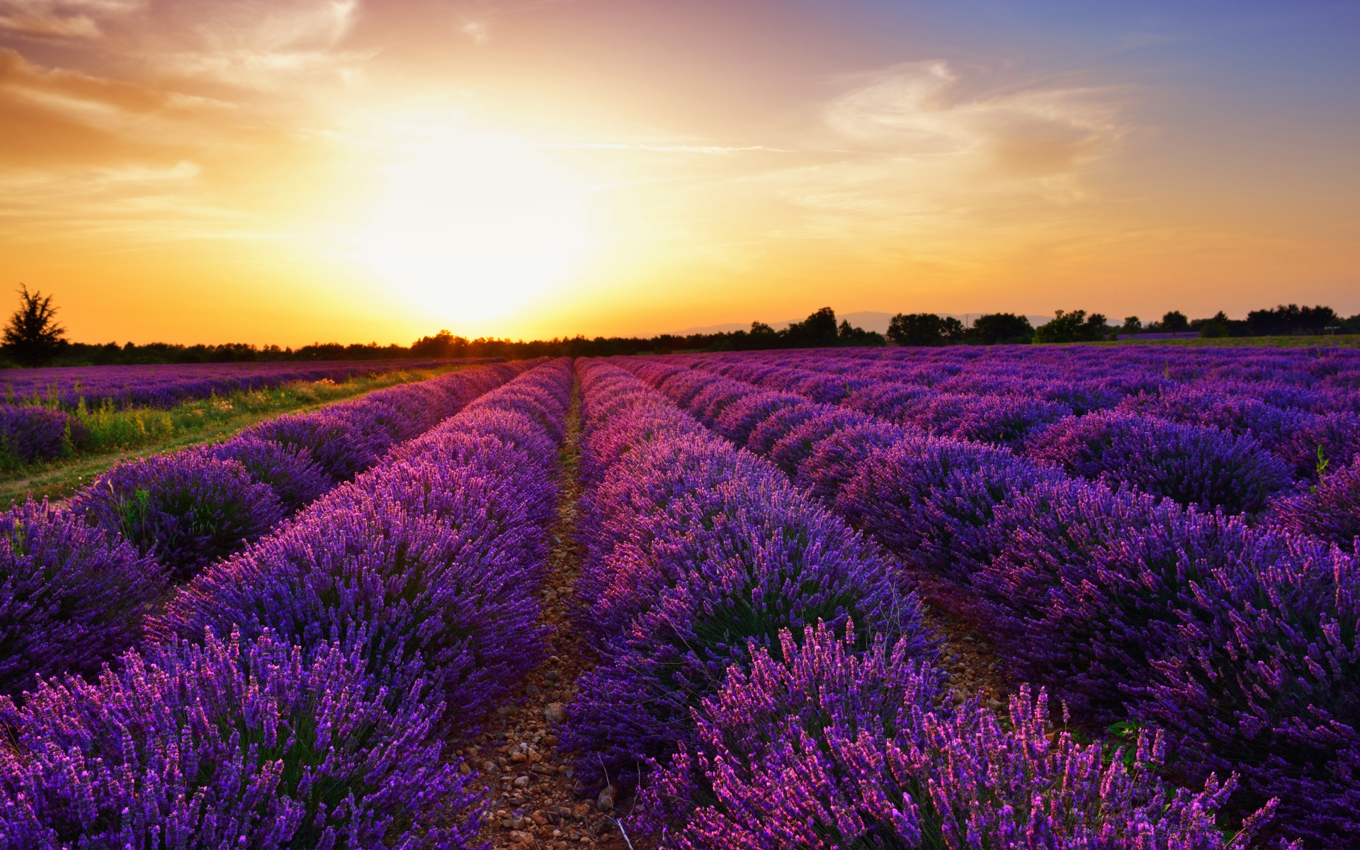 Značilna sivkina polja v Provansi